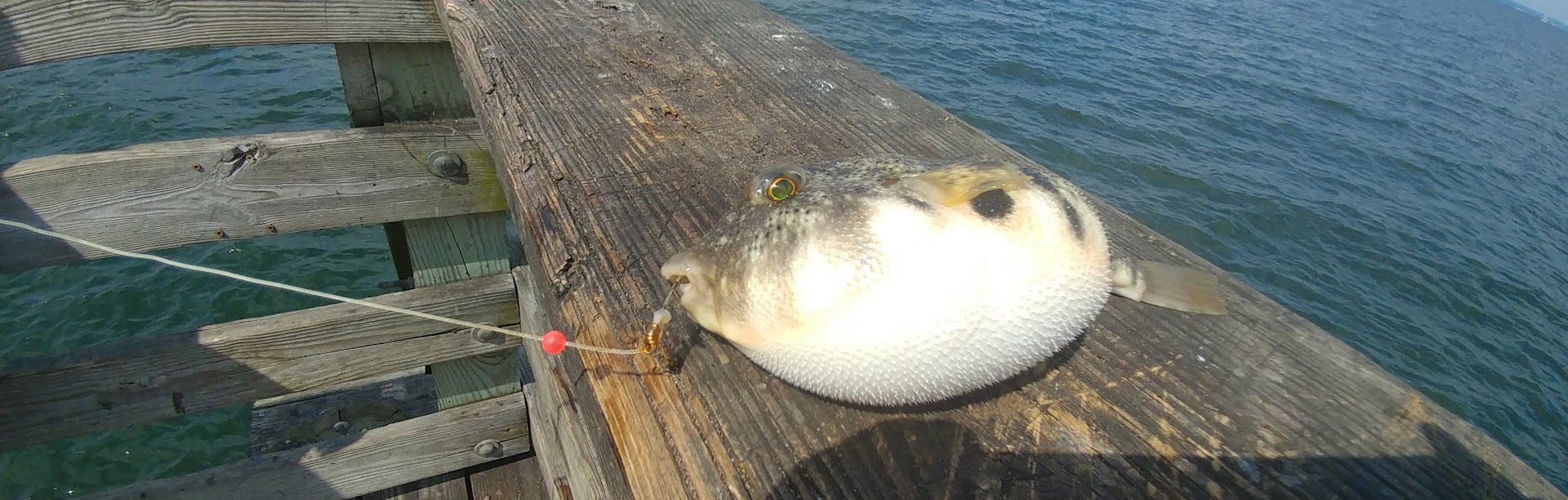ロングアイランドと海辺の釣りスポットのイメージ