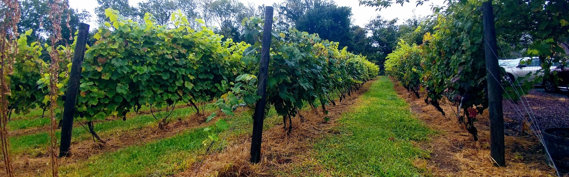 Long Island winery, golf and beyond Manhattan private transportation